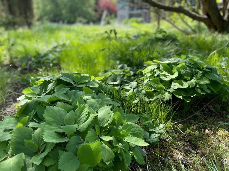 Allegheny Spurge Creates Dense Evergreen Coverage