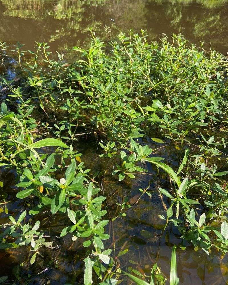 Alligatorweed