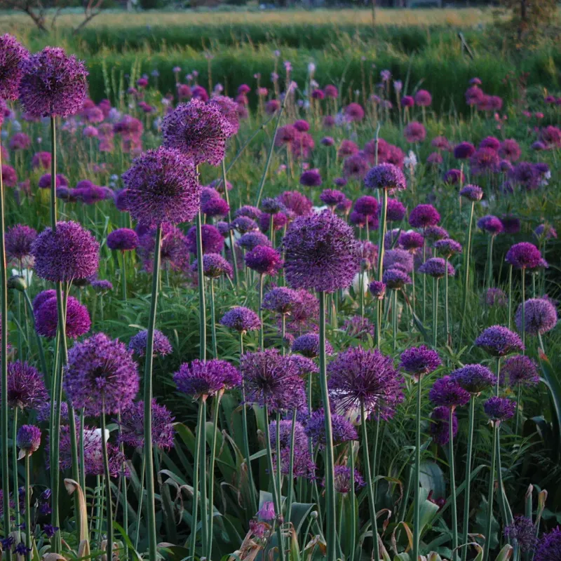 Allium