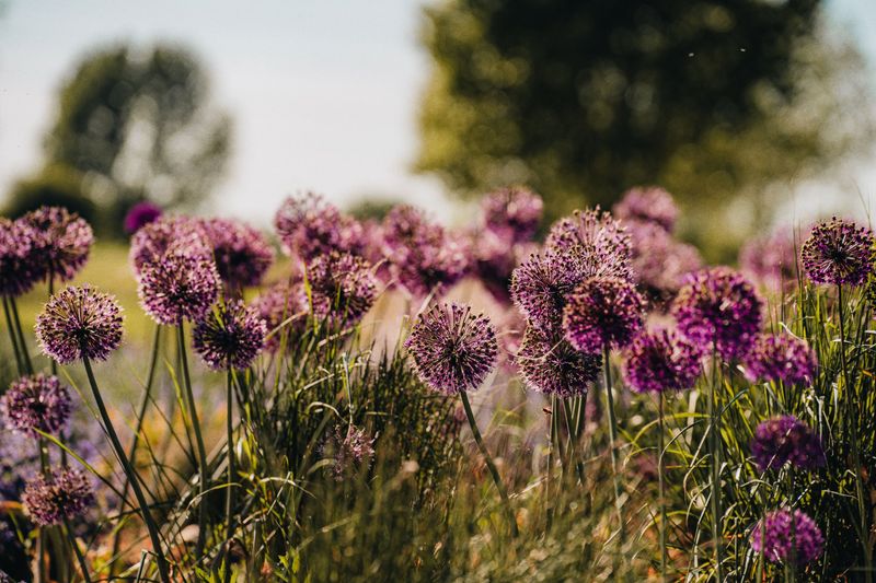 Alliums