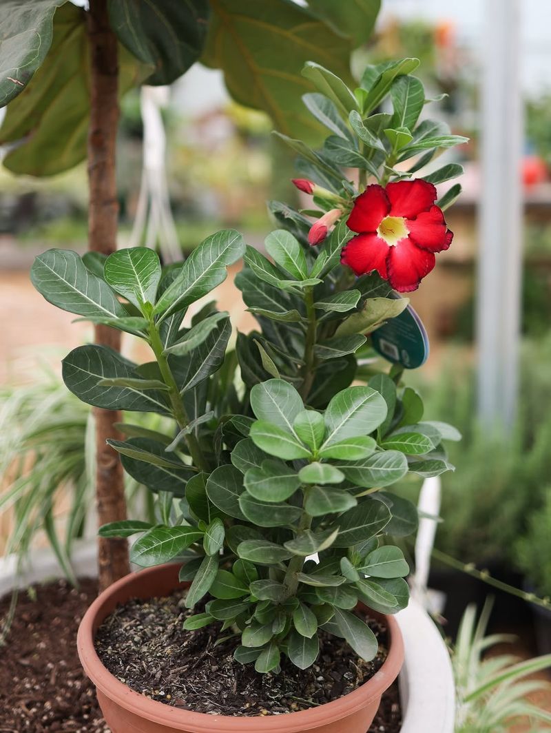 Allow Soil To Dry Between Deep Waterings