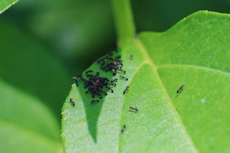 Allowing Ant Populations To Thrive Near Crops Allowing Ant Populations To Thrive Near Crops