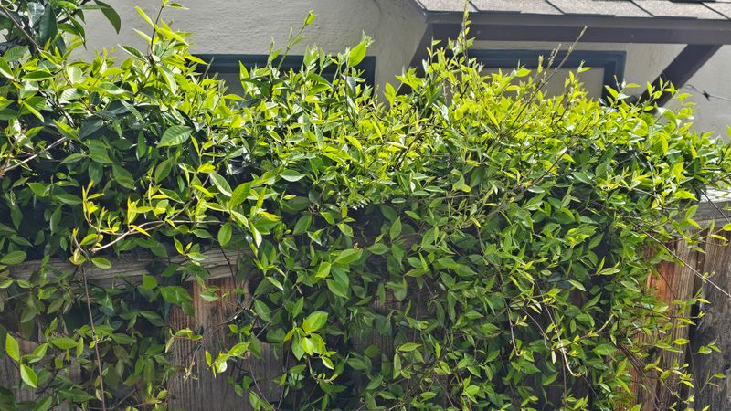 Allowing Brush To Connect Woods And Lawn Allowing Brush To Connect Woods And Lawn