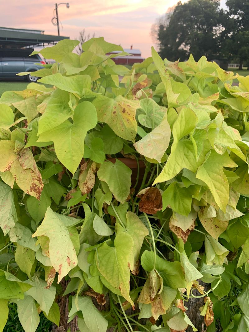 Allowing Disease Problems To Spread Through The Foliage Allowing Disease Problems To Spread Through The Foliage