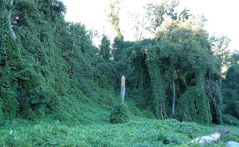 Allowing Kudzu Vines To Grow Near Your Property