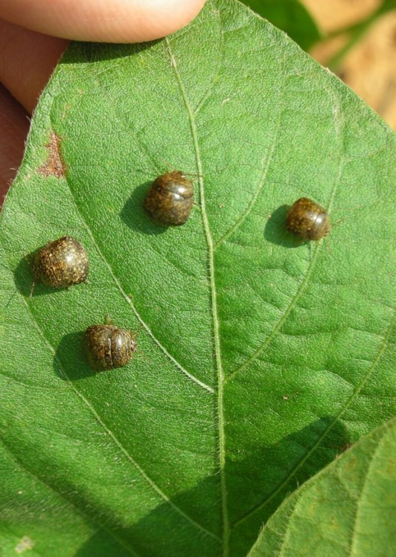 Allowing Large Populations To Build Up Before Fall