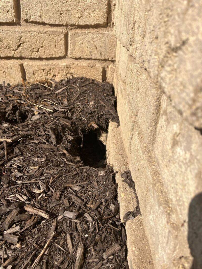 Allowing Rodent Holes Or Animal Harborage Near The Home