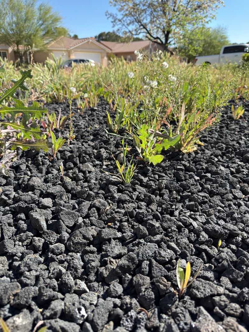 Allowing Weeds To Compete For Moisture