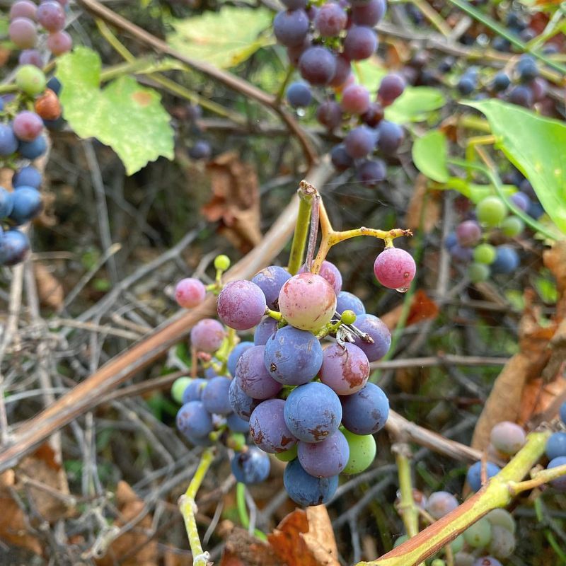 Allowing Wild Grape And Other Host Plants To Spread Nearby