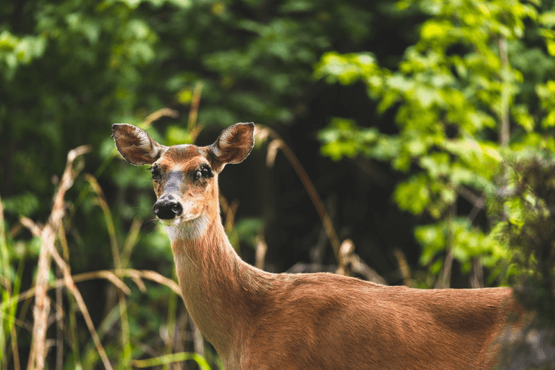 Allowing Wildlife Access Brings Tick Hosts Straight To The Yard