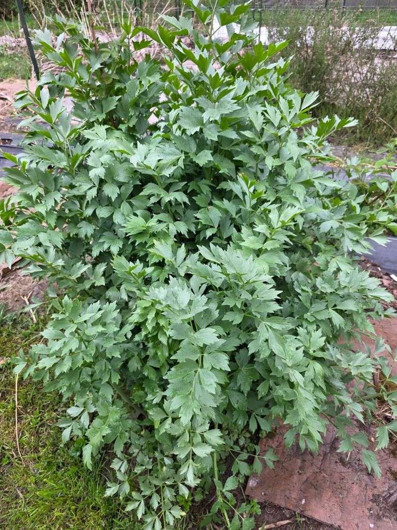 Almost Every Part Of The Plant Is Edible
