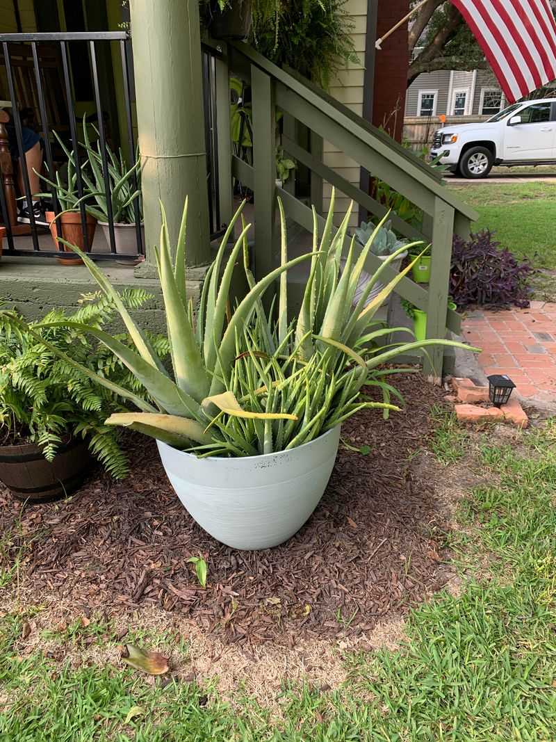 Aloe Adds Structure Without Dry Twiggy Growth Aloe Adds Structure Without Dry Twiggy Growth