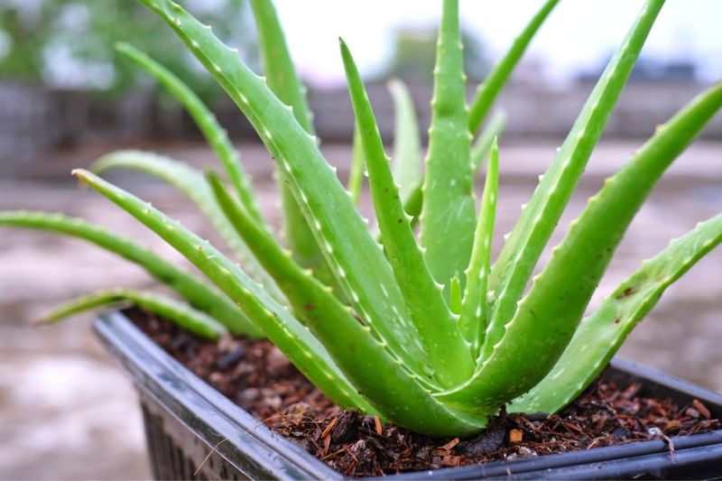 Aloe Vera (Aloe Barbadensis Miller)