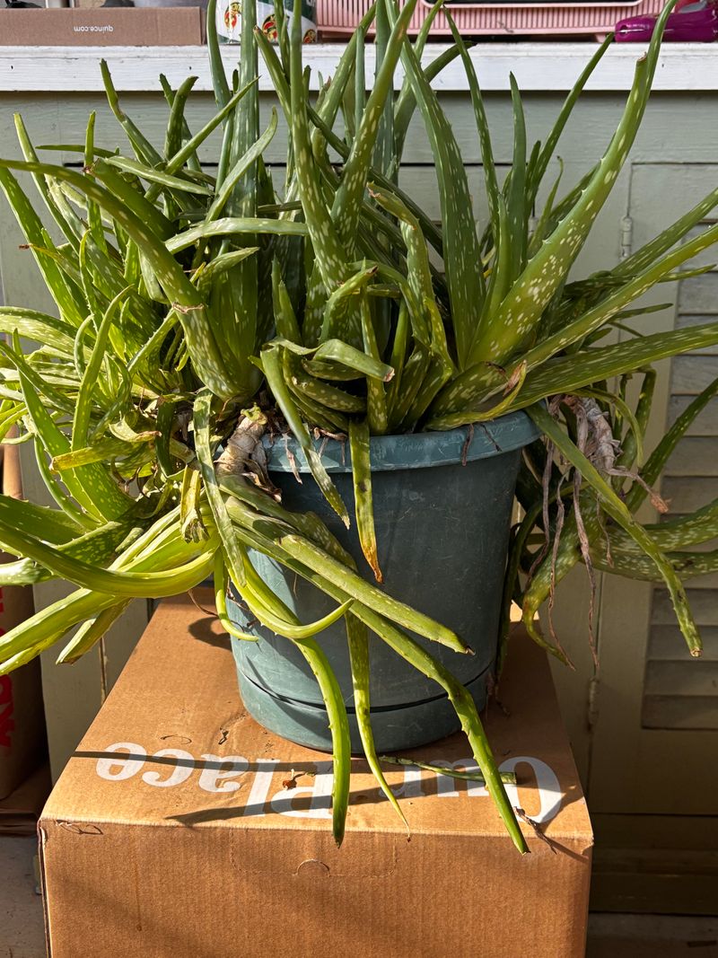 Aloe Vera Belongs In Fast Draining Pots Aloe Vera Belongs In Fast Draining Pots