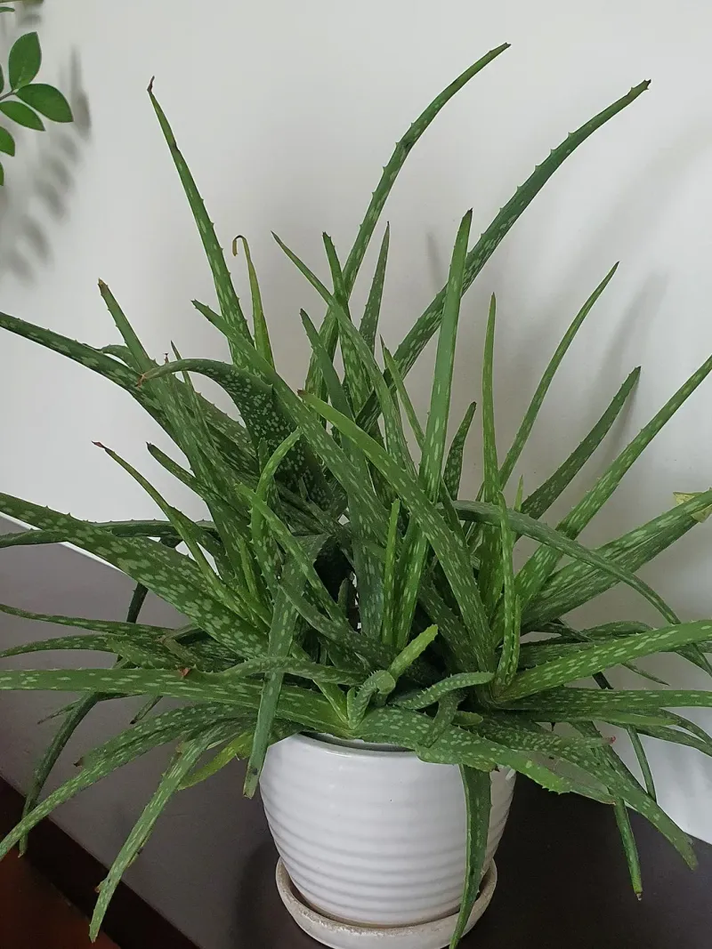Aloe Vera For Sunny Bedroom Simplicity