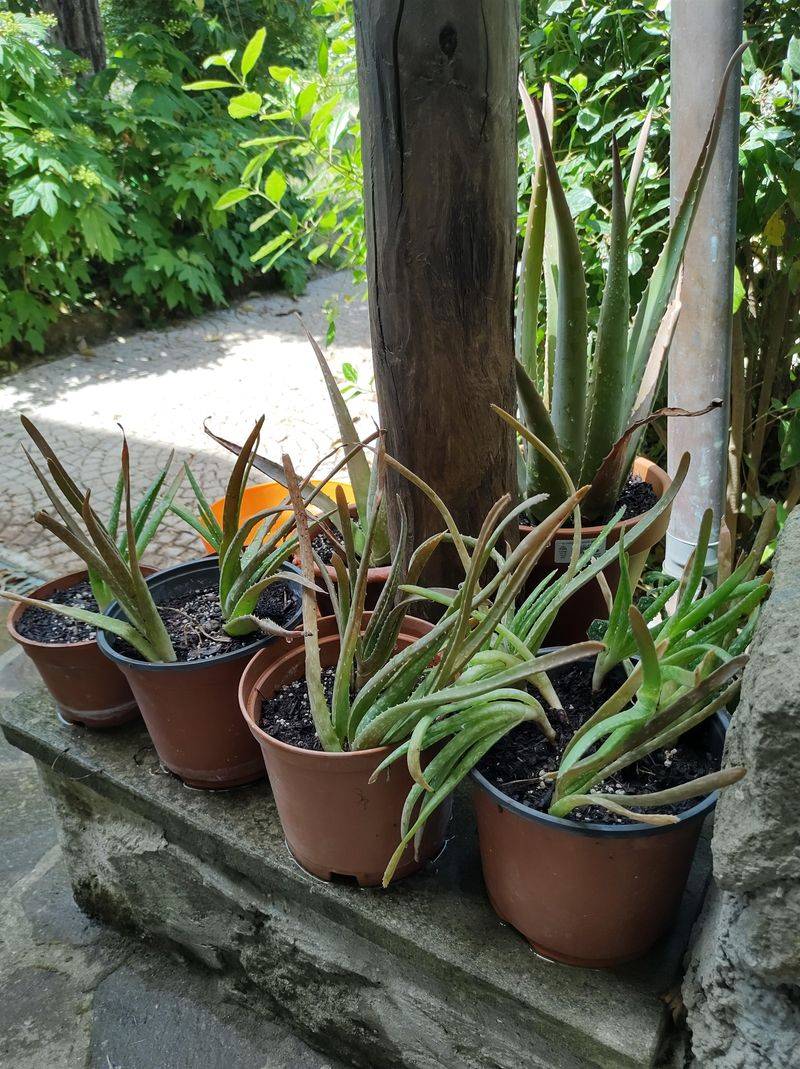 Aloe Vera Likes Dry Bright Containers Aloe Vera Likes Dry Bright Containers
