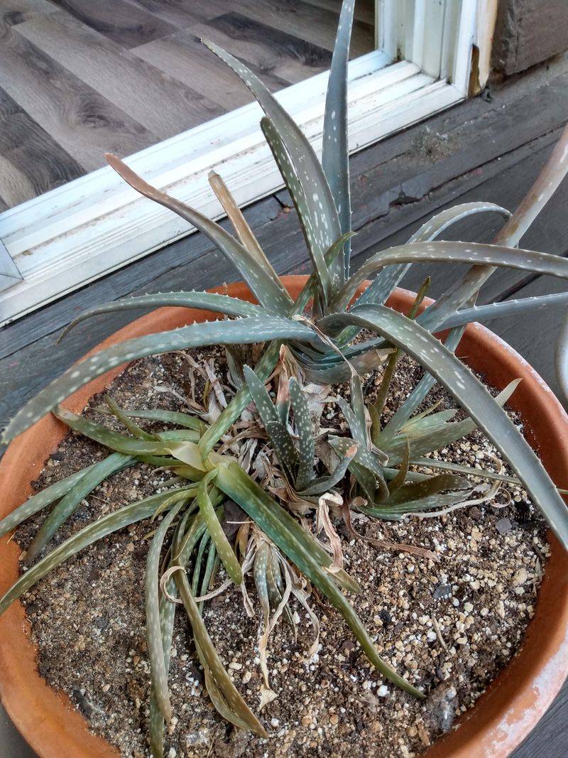 Aloe Vera Should Not Be Overwatered