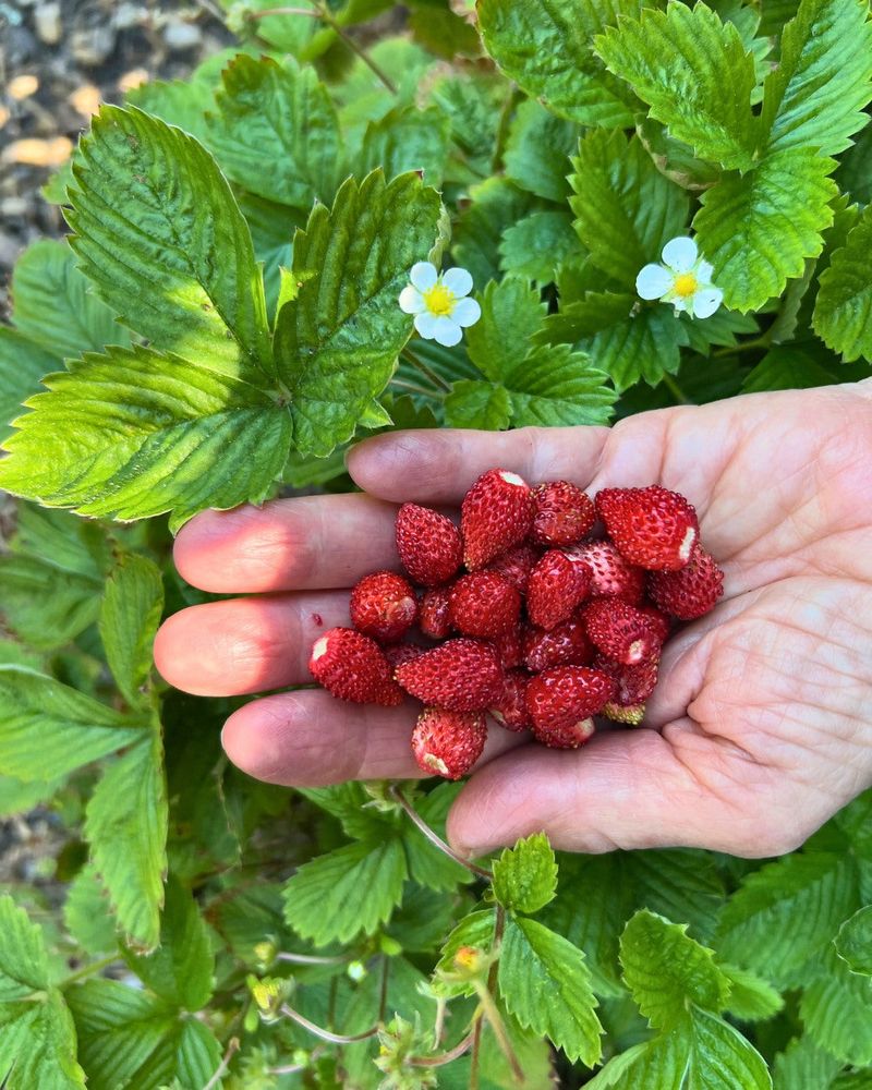 Alpine Strawberries Stay Productive In Compact Spaces Alpine Strawberries Stay Productive In Compact Spaces
