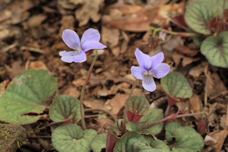 Alpine Violet Softens Small Foundation Pockets Alpine Violet Softens Small Foundation Pockets