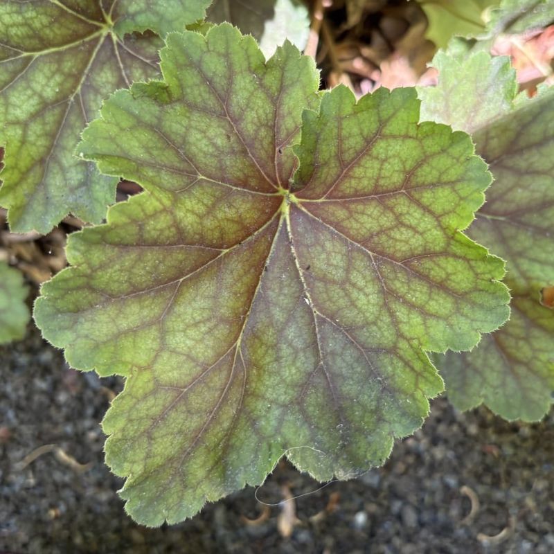 Alumroot Brings Hardy Foliage To Tough Edges Alumroot Brings Hardy Foliage To Tough Edges