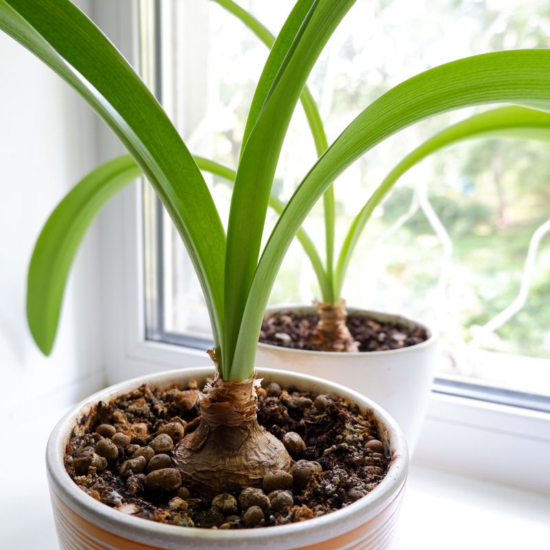Amaryllis Likes Limited Root Space