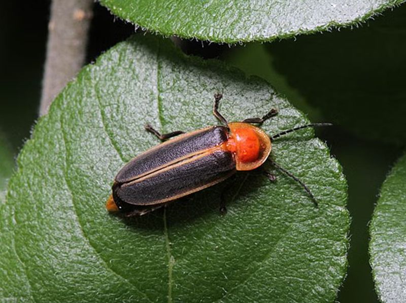 Amber Comet Fireflies Are Rare Texas Sightings Amber Comet Fireflies Are Rare Texas Sightings