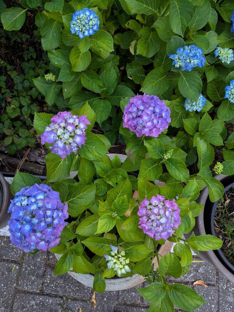 Amend With The Right Compost Every Single Year