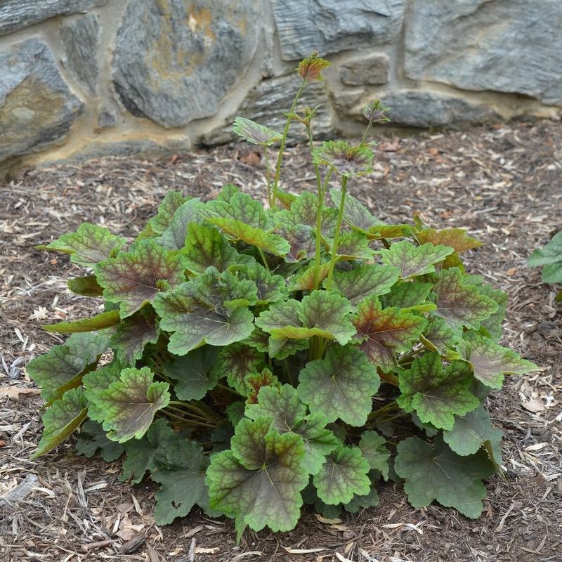 American Alumroot American Alumroot