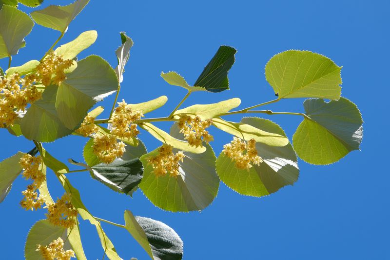 American Basswood