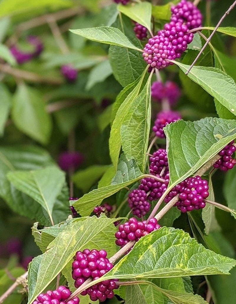 American Beautyberry American Beautyberry