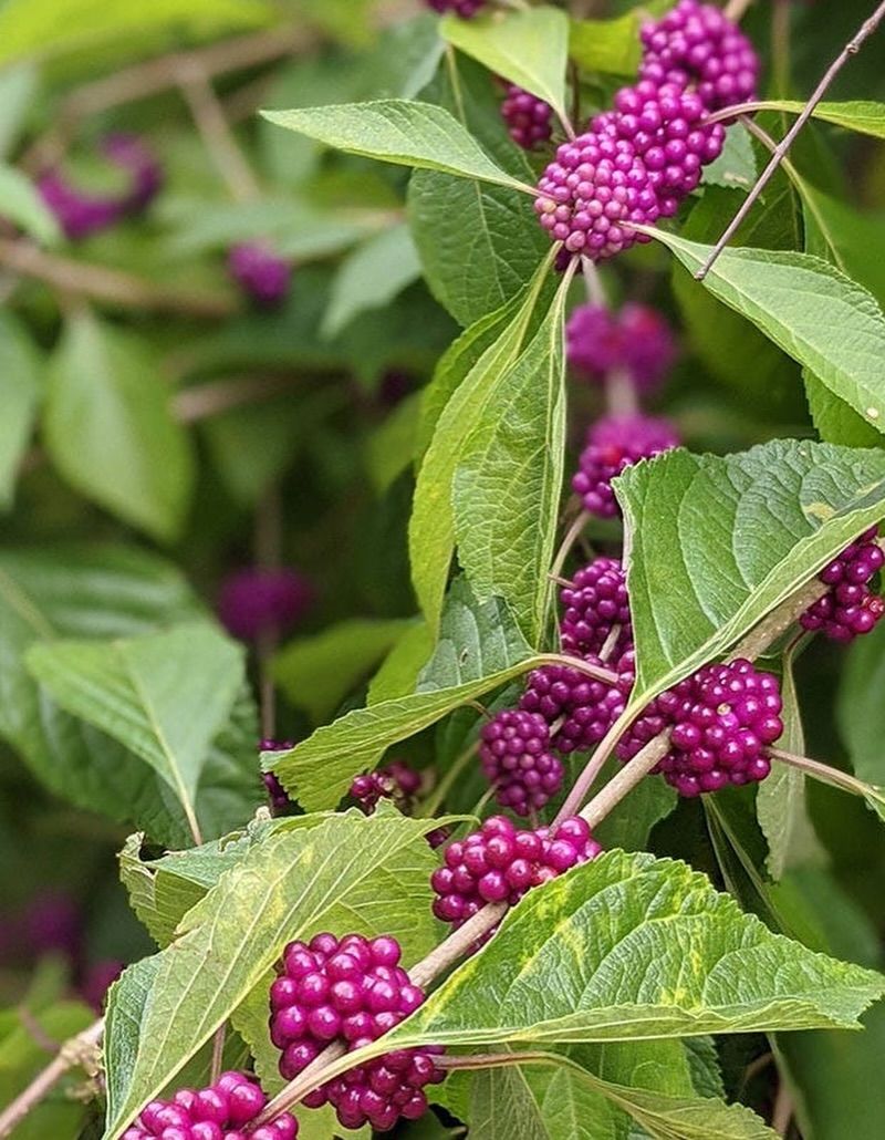 American Beautyberry (Callicarpa Americana)