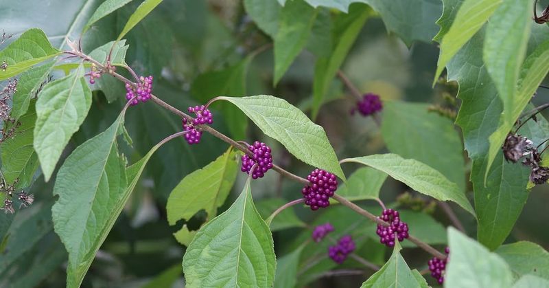 American Beautyberry (Callicarpa Americana)