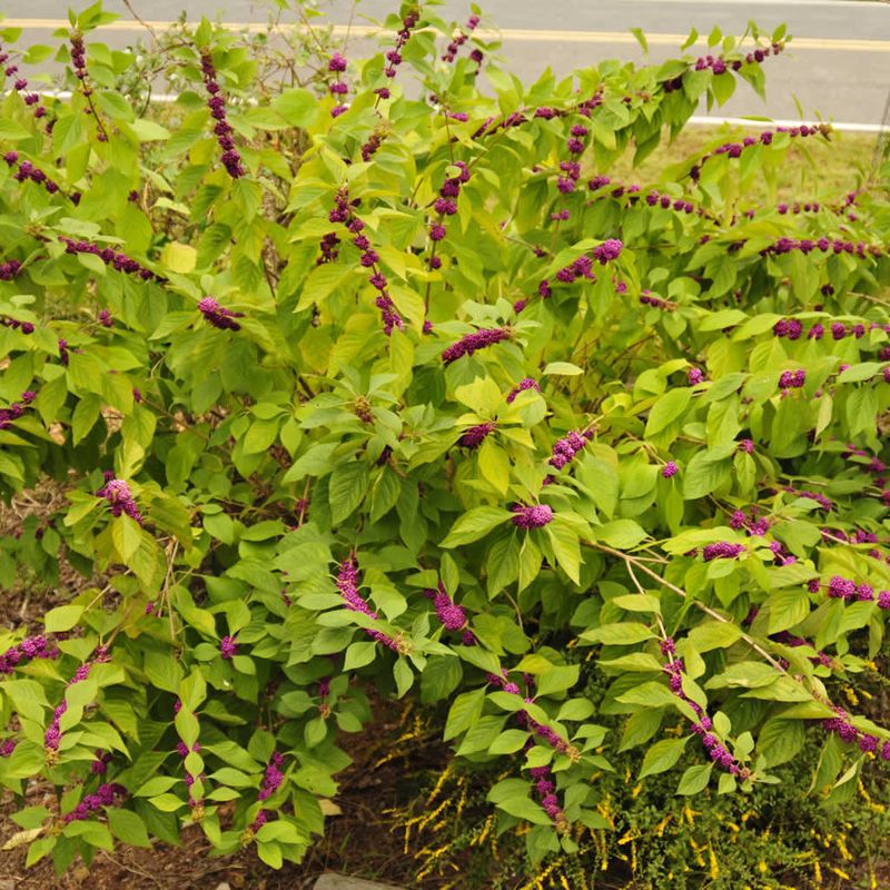 American Beautyberry For Shady Fence Corners American Beautyberry For Shady Fence Corners