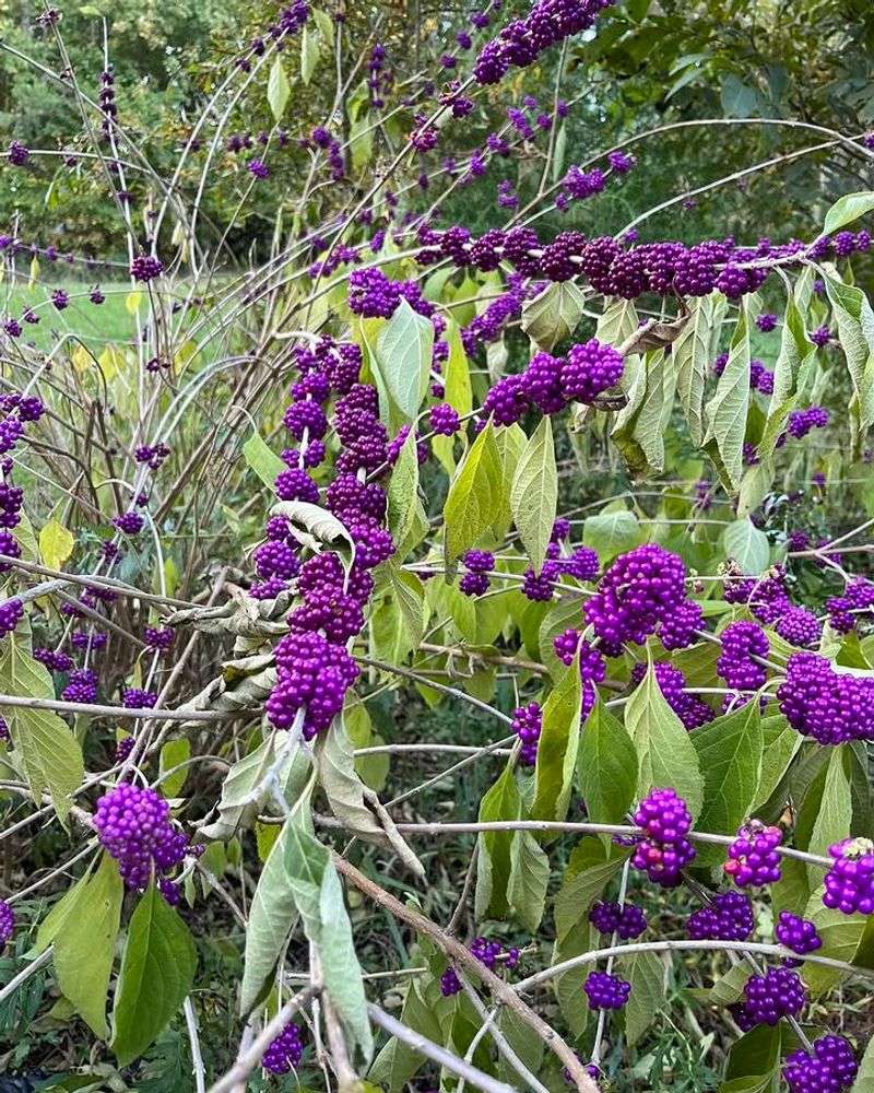 American Beautyberry Handles Dry Weather With Ease