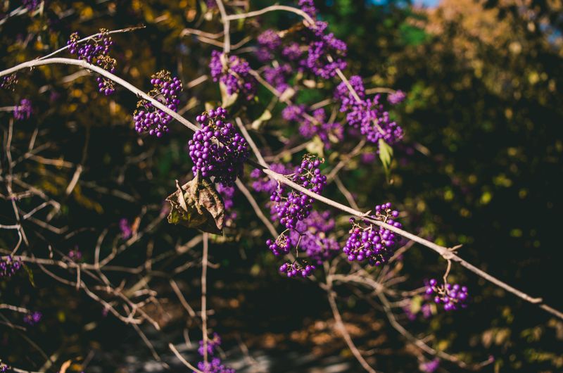 American Beautyberry Is Already Growing Wild Across Tennessee