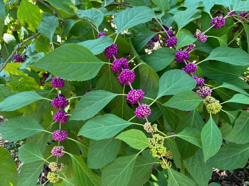 American Beautyberry Provides Late-Season Fruit American Beautyberry Provides Late-Season Fruit