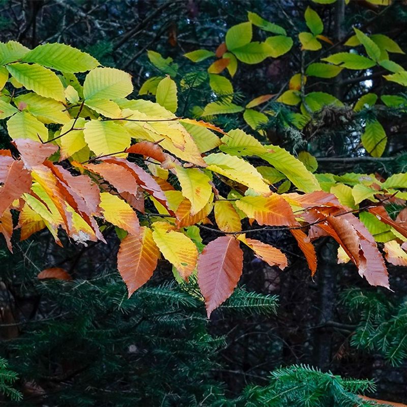 American Beech American Beech