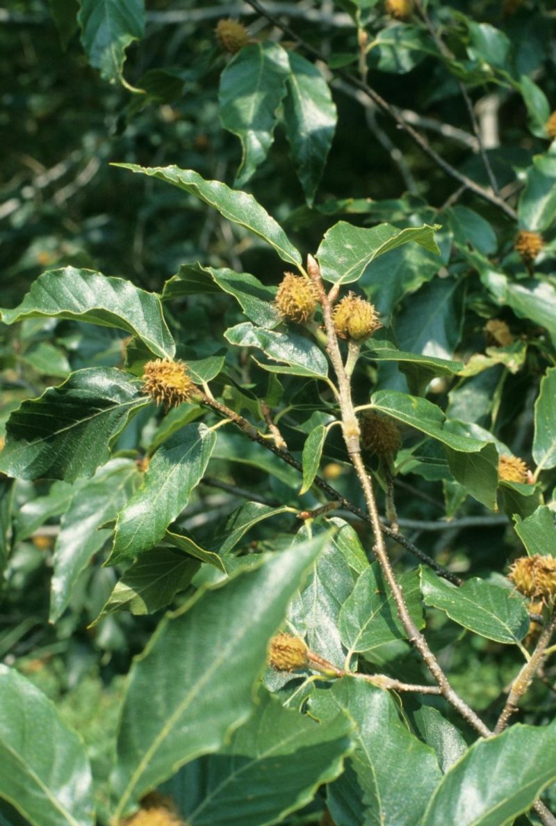 American Beech Adds Beechnuts And Major Habitat Value American Beech Adds Beechnuts And Major Habitat Value