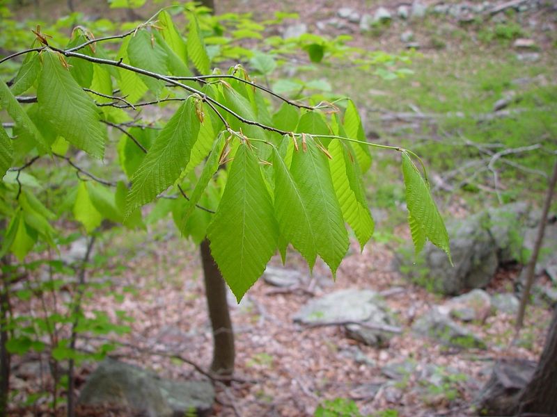 American Beech American Beech