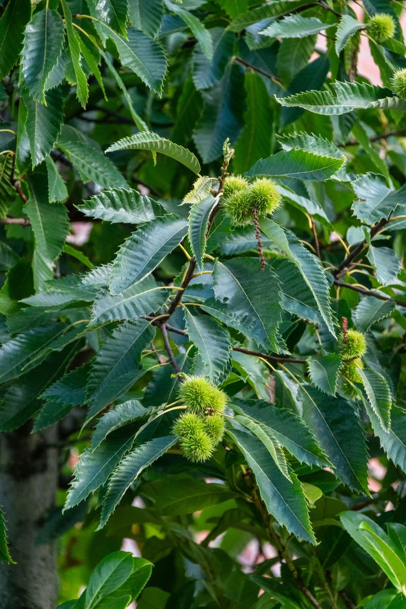 American Chestnut American Chestnut