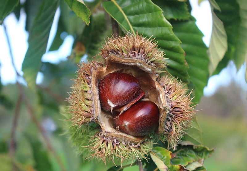 American Chestnut American Chestnut