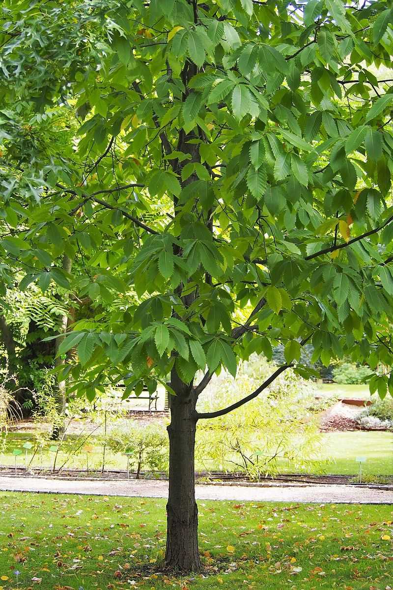 American Chestnut American Chestnut