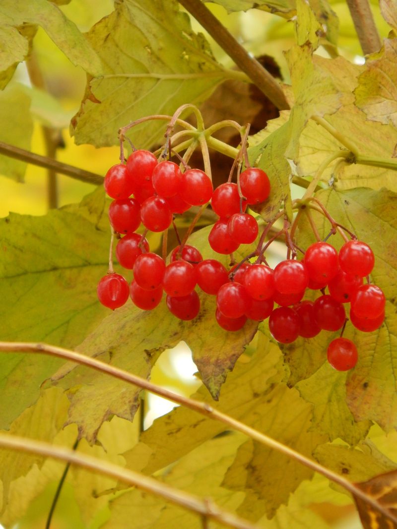 American Cranberry Bush (Viburnum Opulus Var. Americanum)