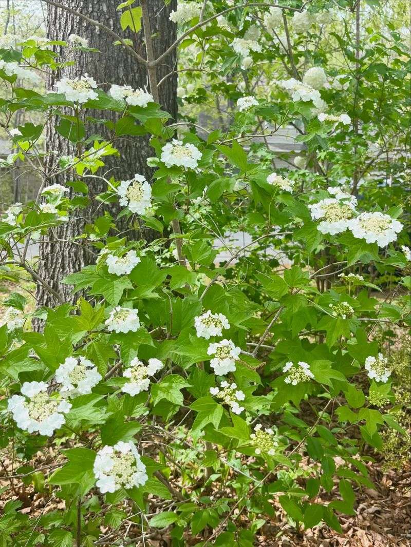 American Cranberrybush Viburnum American Cranberrybush Viburnum