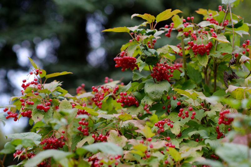 American Cranberrybush
