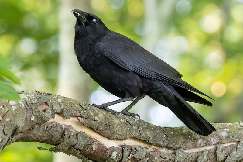 American Crows Patrol Rooflines, Lawns, And Streets