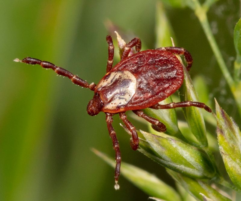 American Dog Tick (Dermacentor Variabilis)