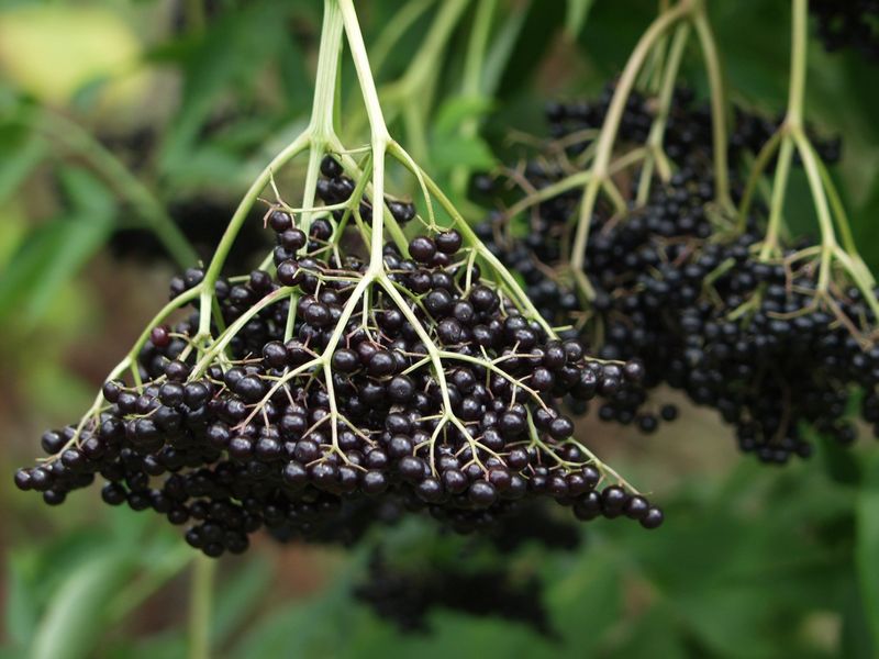 American Elderberry Feeds Many Backyard Birds