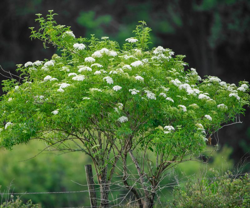 American Elderberry Fits A Tick-Smart Edge American Elderberry Fits A Tick-Smart Edge