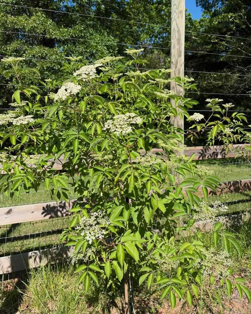 American Elderberry Fits A Tick-Smart Edge